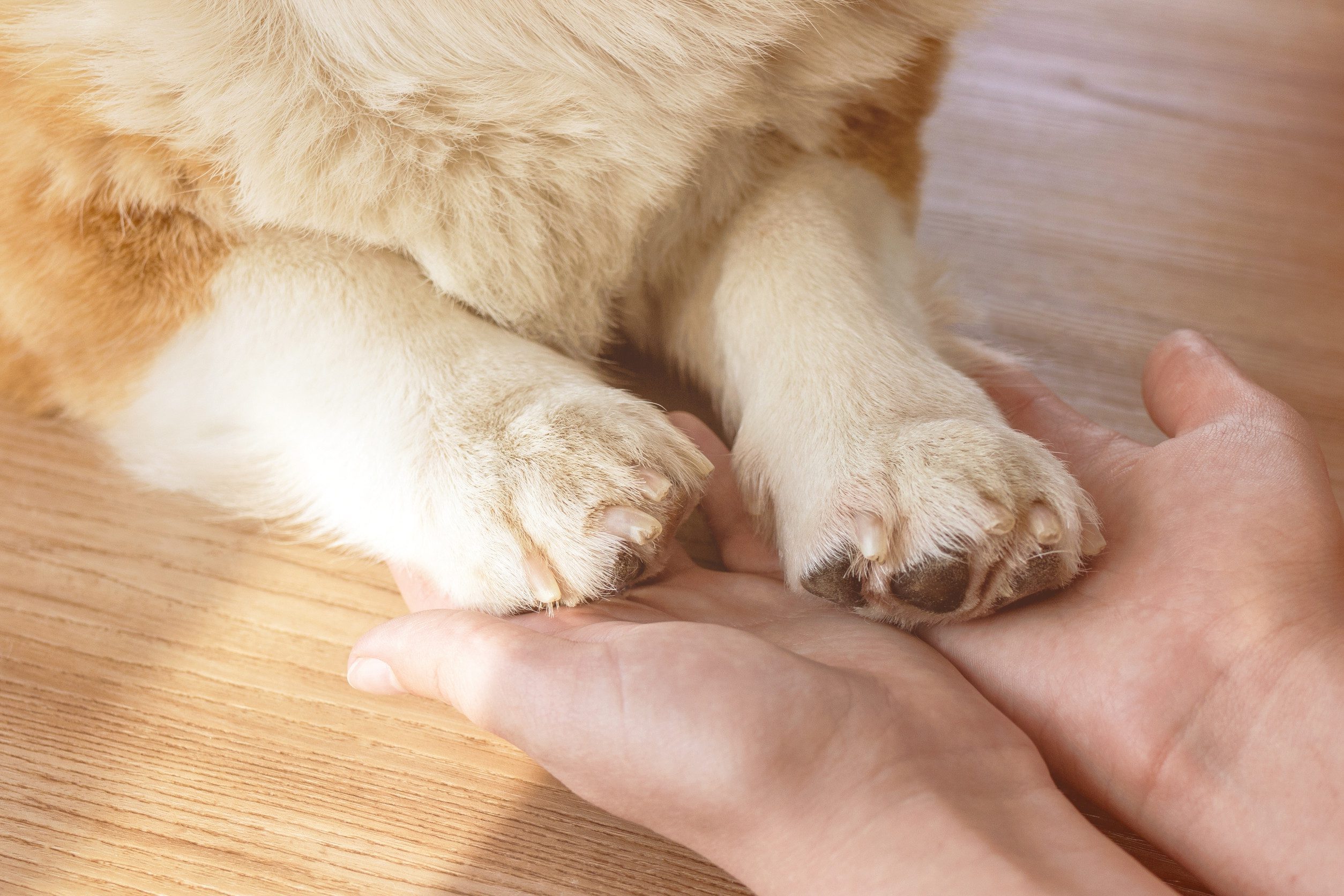 Dog giving paws to the owner before getting an ESA letter in Salem.