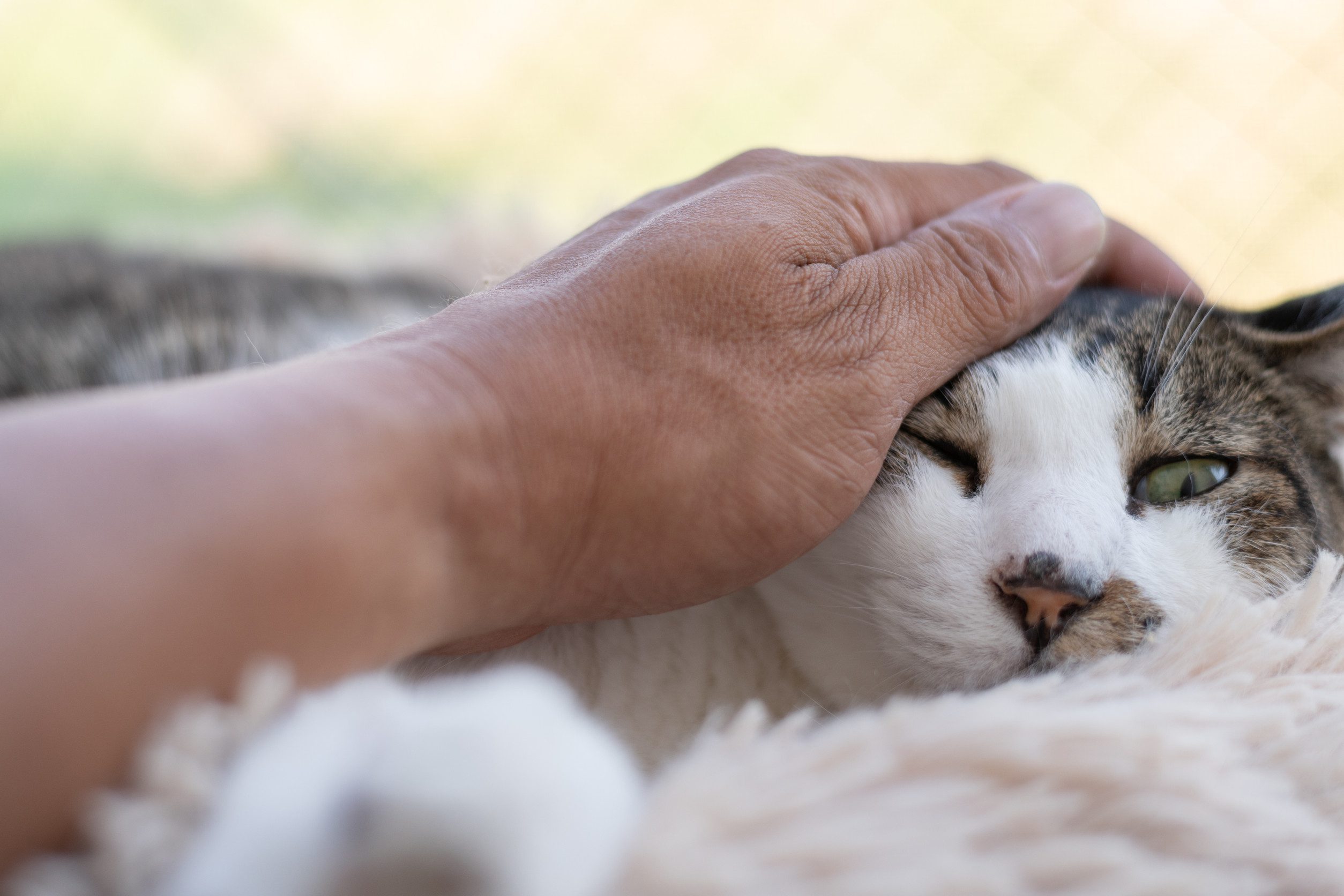An elderly person petting a cat while learning how to get an ESA letter in Morgantown.]