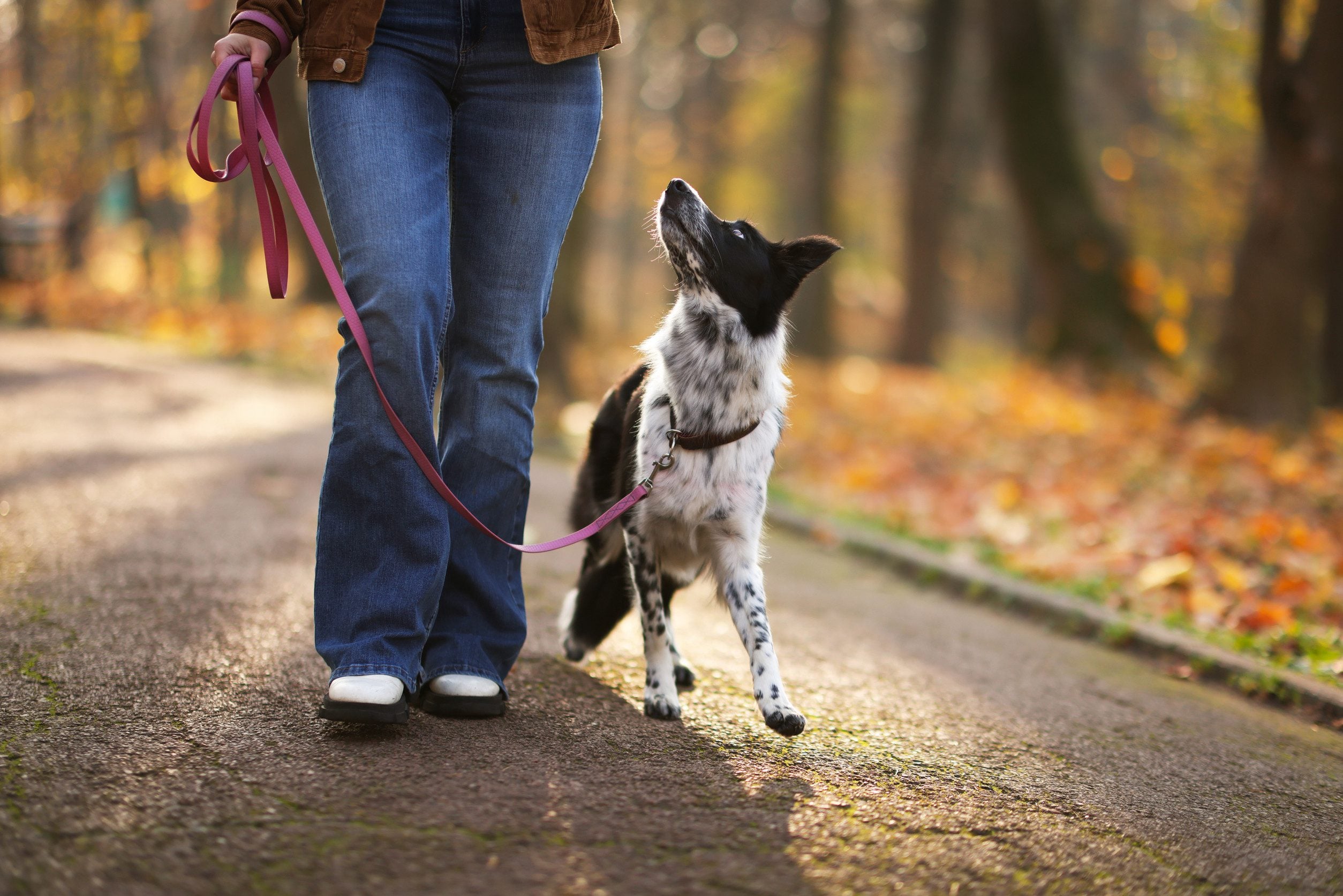 An owner walking a dog with an ESA letter in Milwaukee.