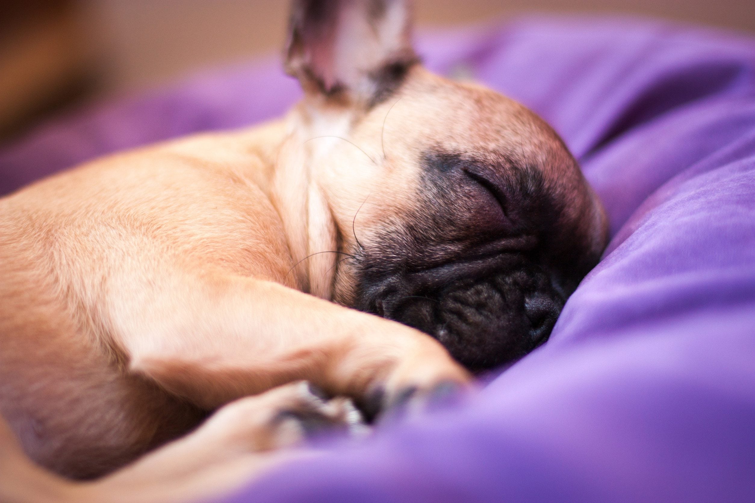 Emotional support animal taking a small nap.
