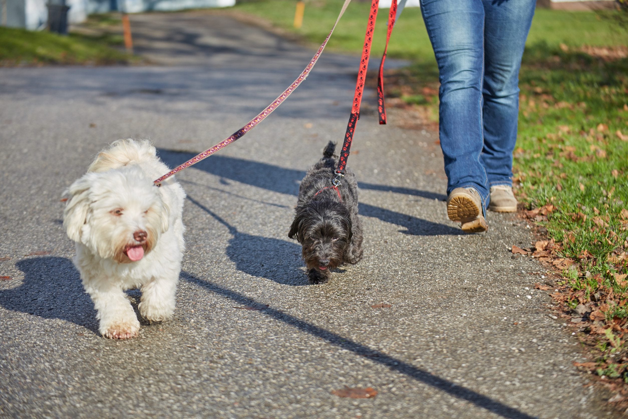 A Spokane dog owner walking their two dogs with ESA letters.