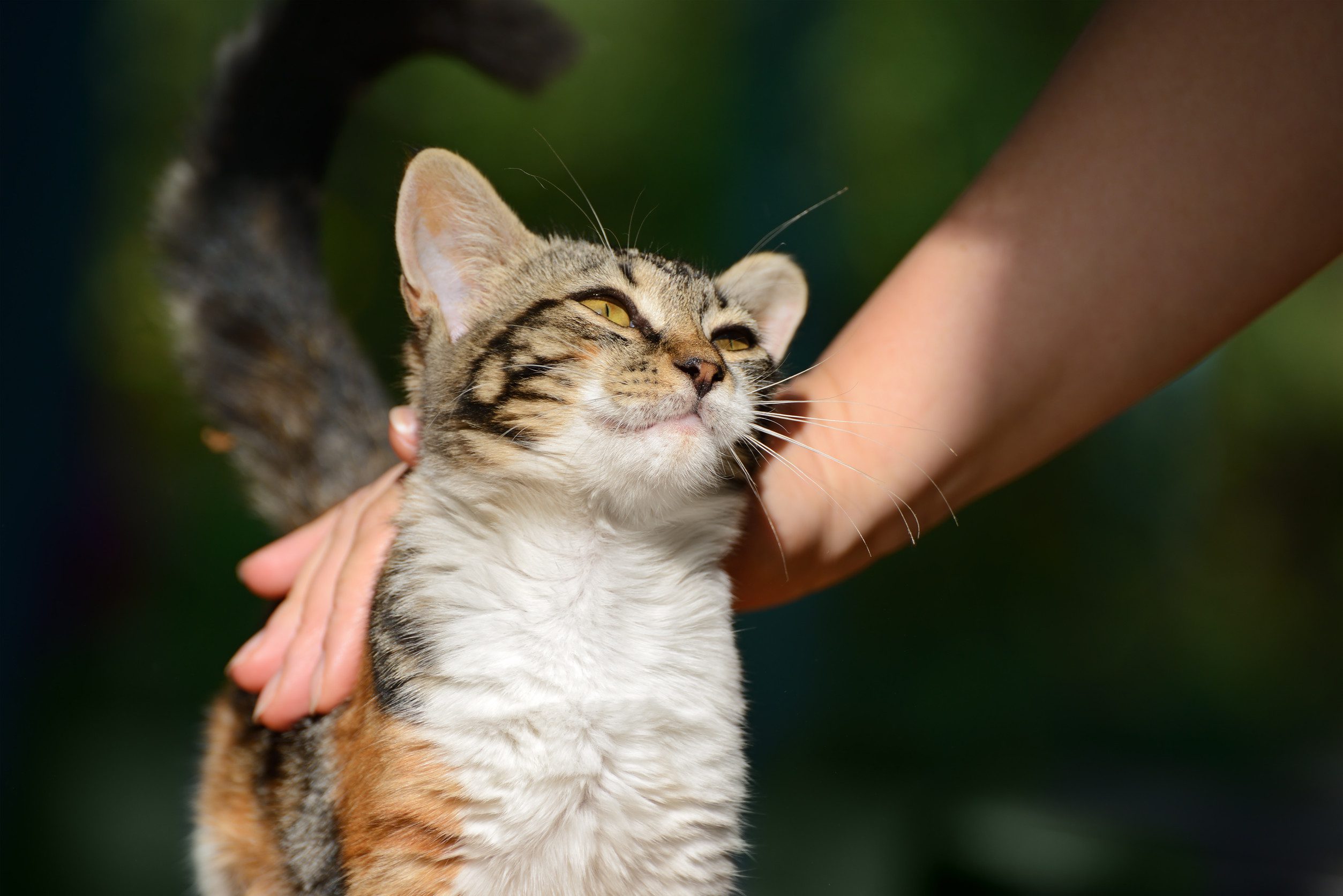 A cat owner petting their cat, knowing how to get an ESA letter in Irving.