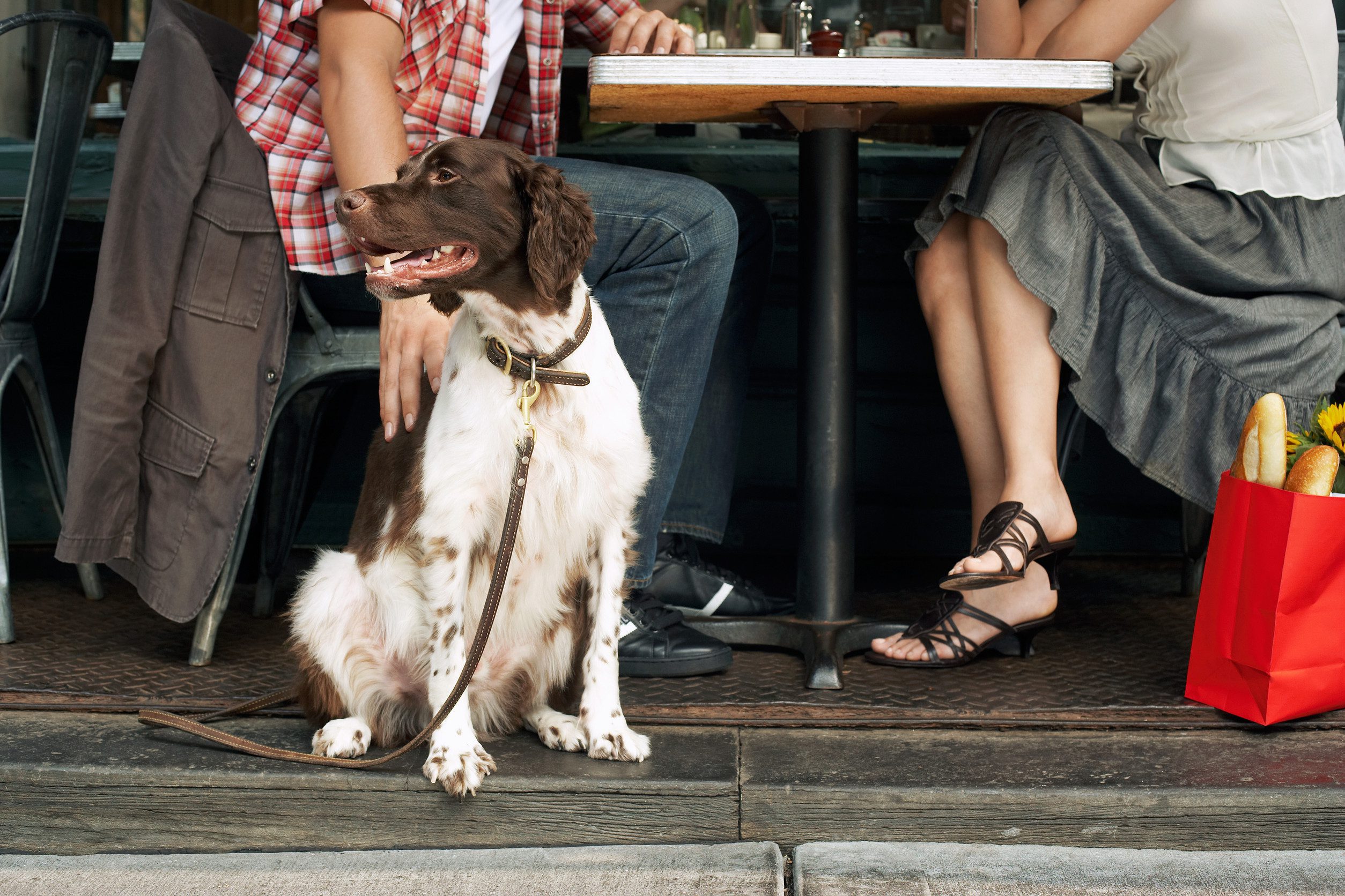 A dog with an ESA letter in Corpus Christi sitting in a sidewalk cafe.