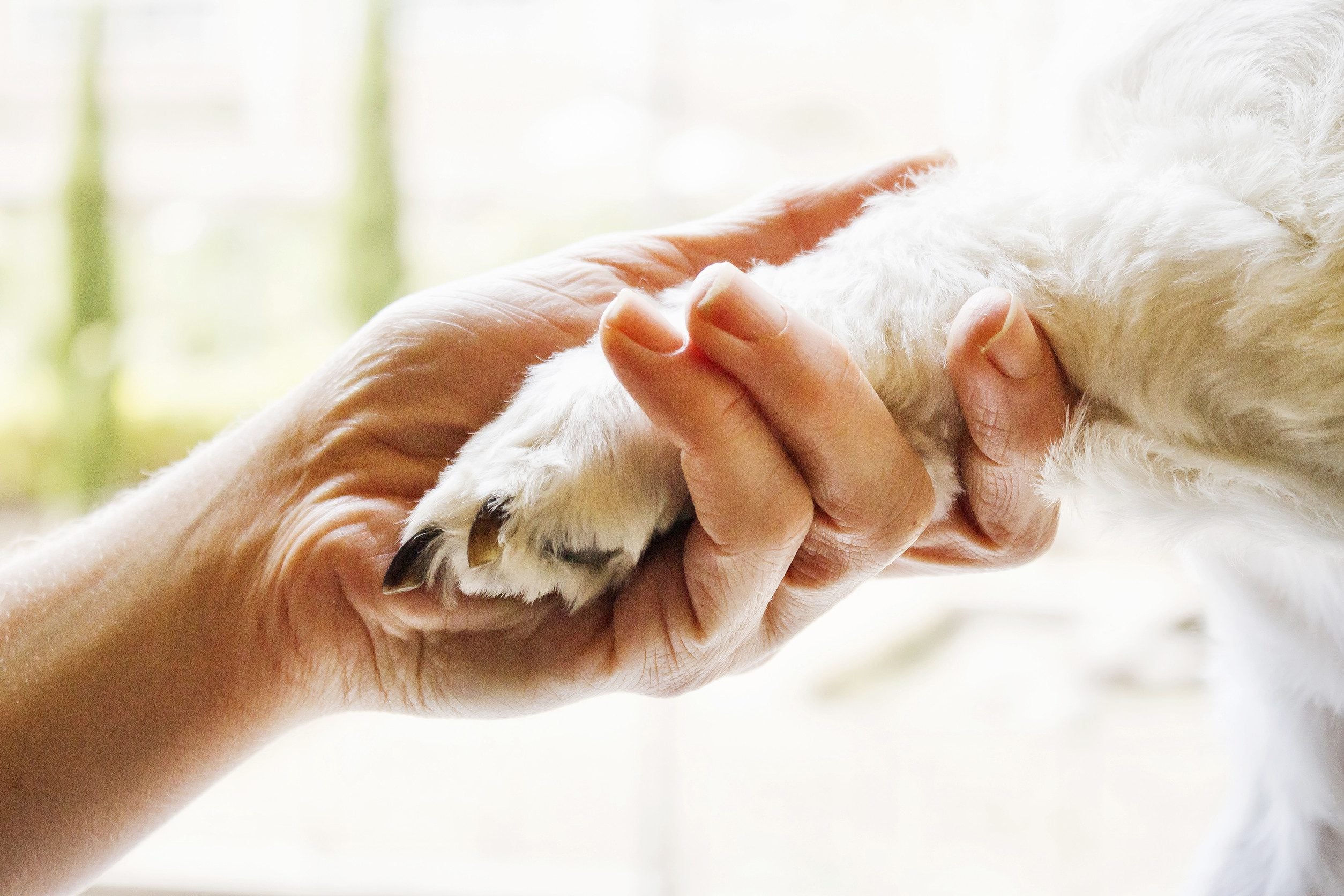 An owner celebrating by holding her dog’s paw after finding out how to get an ESA letter in Bellevue.]