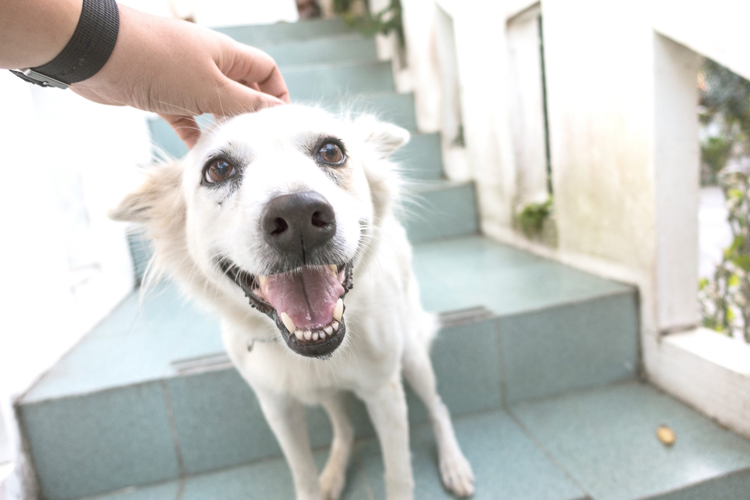 An owner in Knoxville rushing to pet their dog after discovering how to get an ESA letter