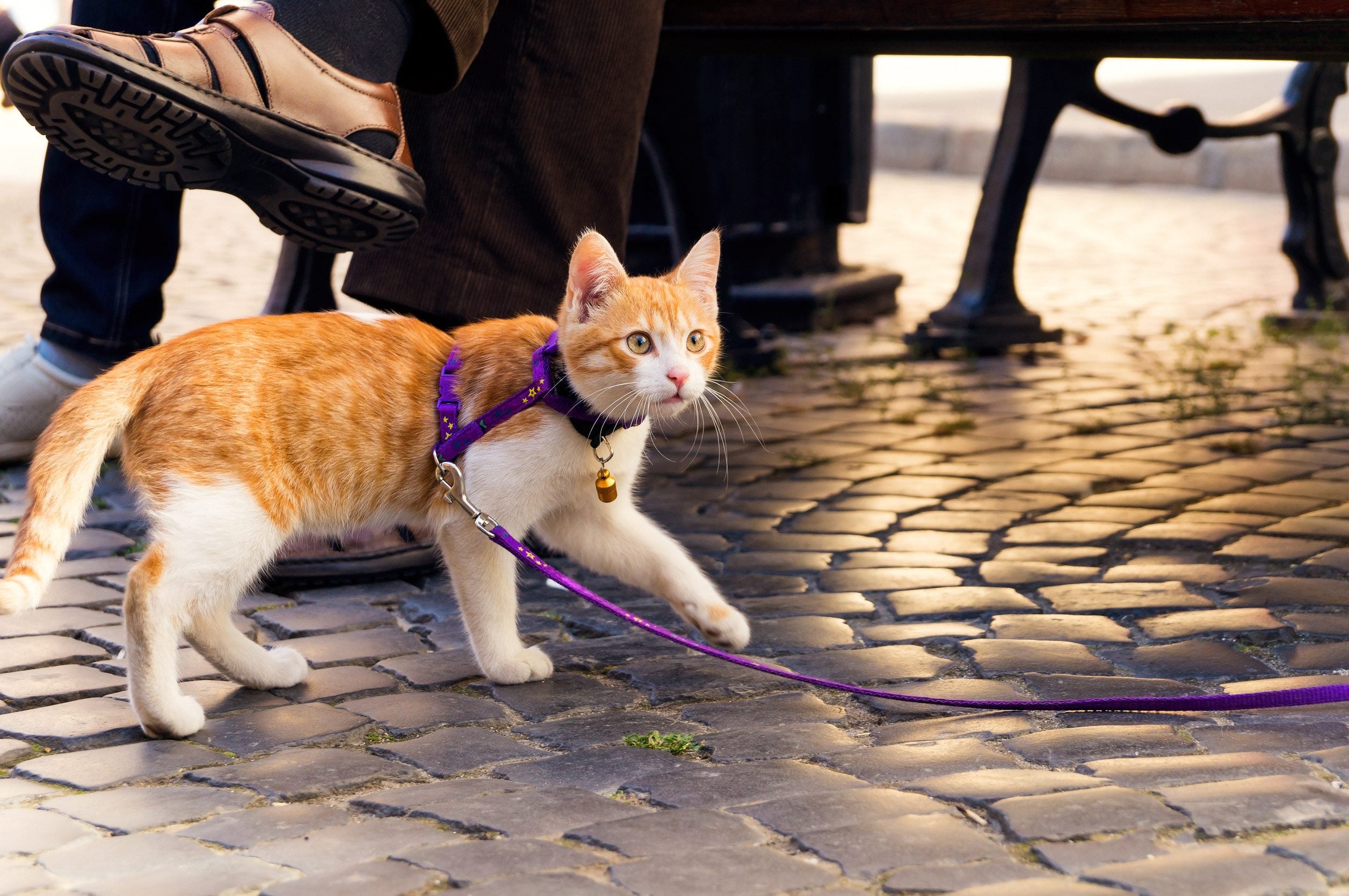 A cat with an ESA letter in Laramie walking while on a leash.