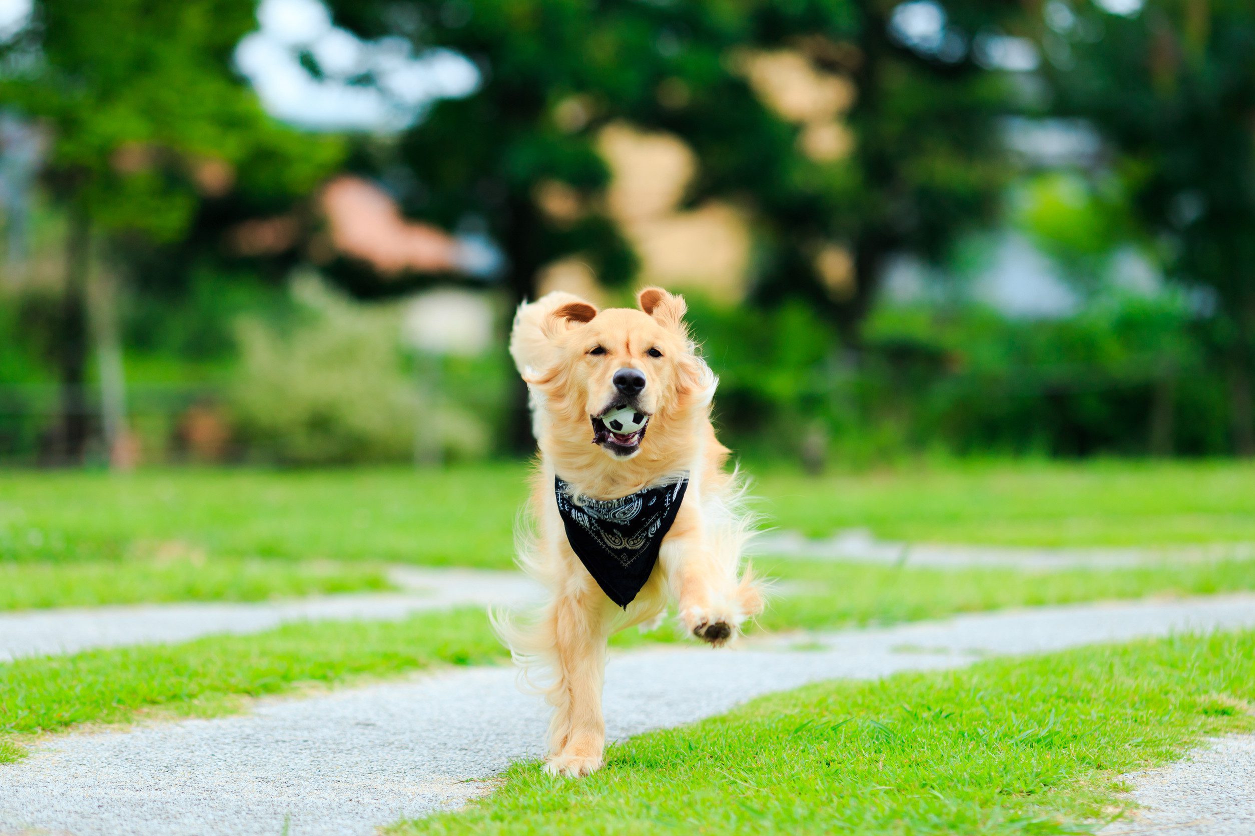 An ESA golden retriever running with a ball in their mouth.]