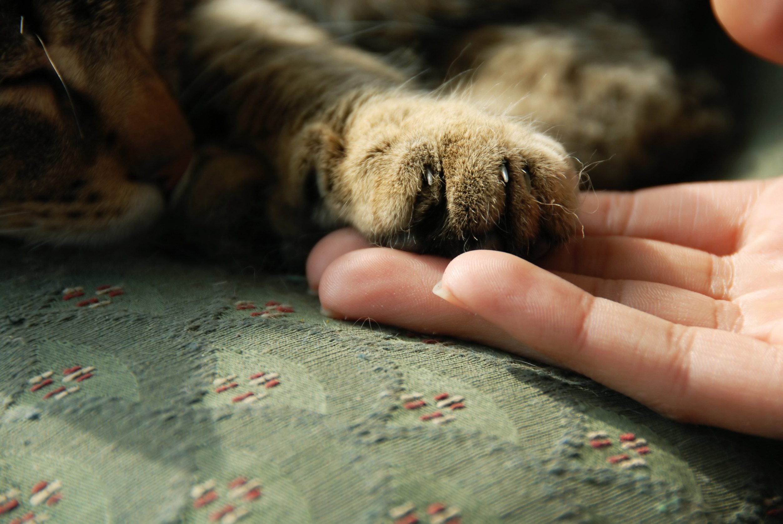 Owner holding the paw of their cat with an ESA letter in Gresham