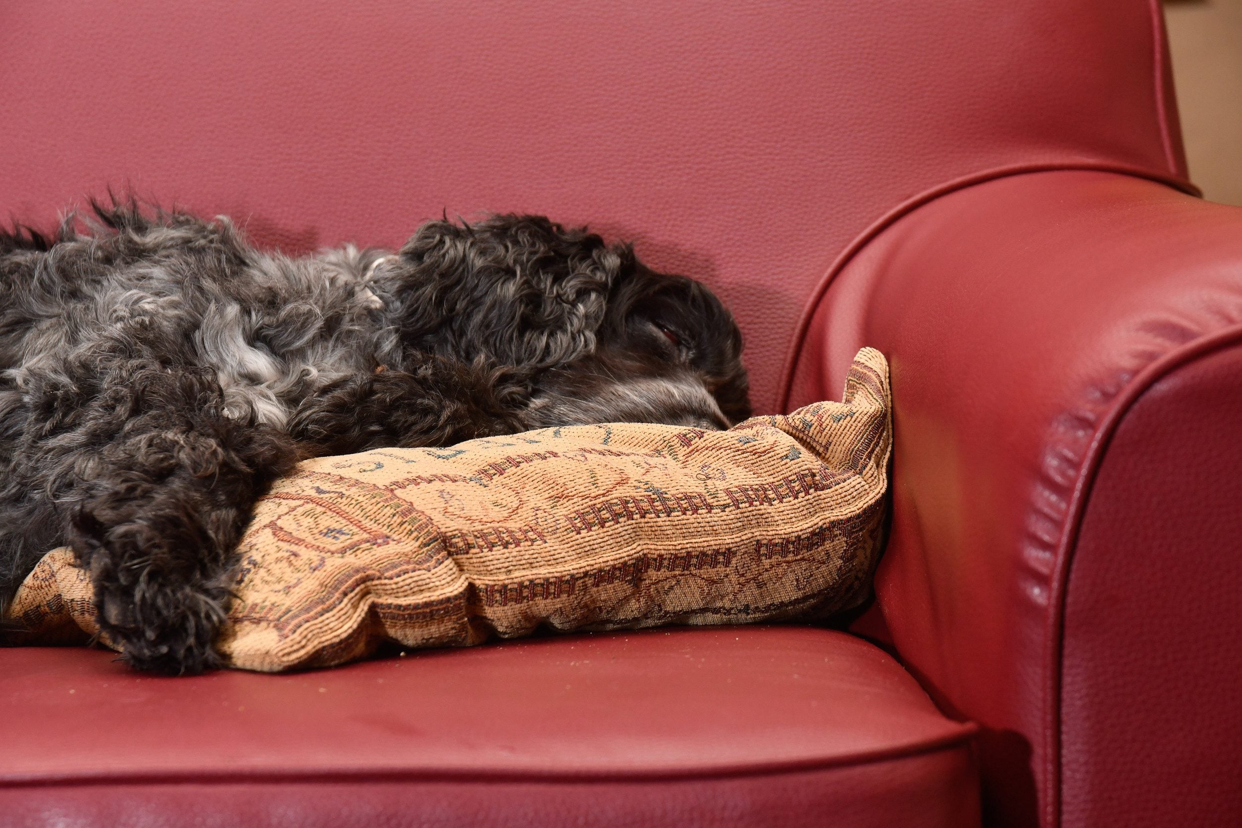 A dog sleeping while the owner is learning how to get an ESA letter in Rapid City.