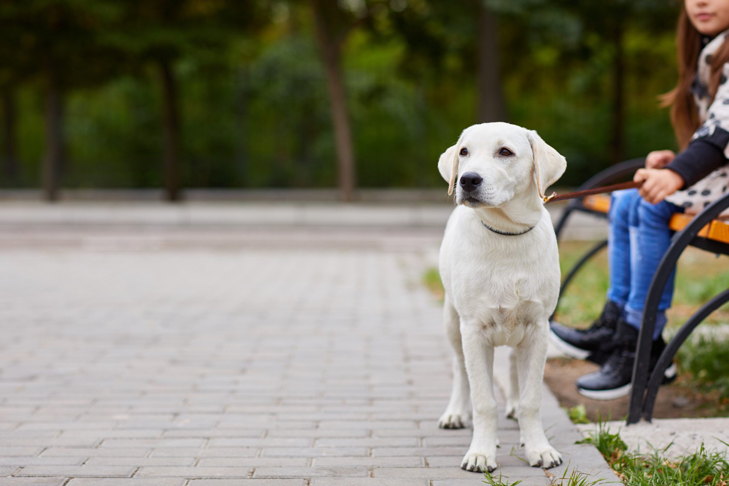 An emotional support animal spending time with their owner in a park in Madison, WI.
