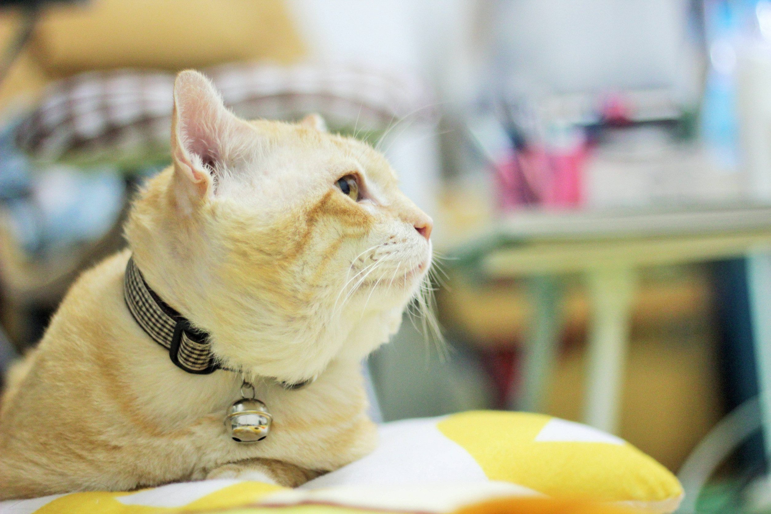 A cat with an ESA letter in Aberdeen sitting in a pet-friendly cafe.