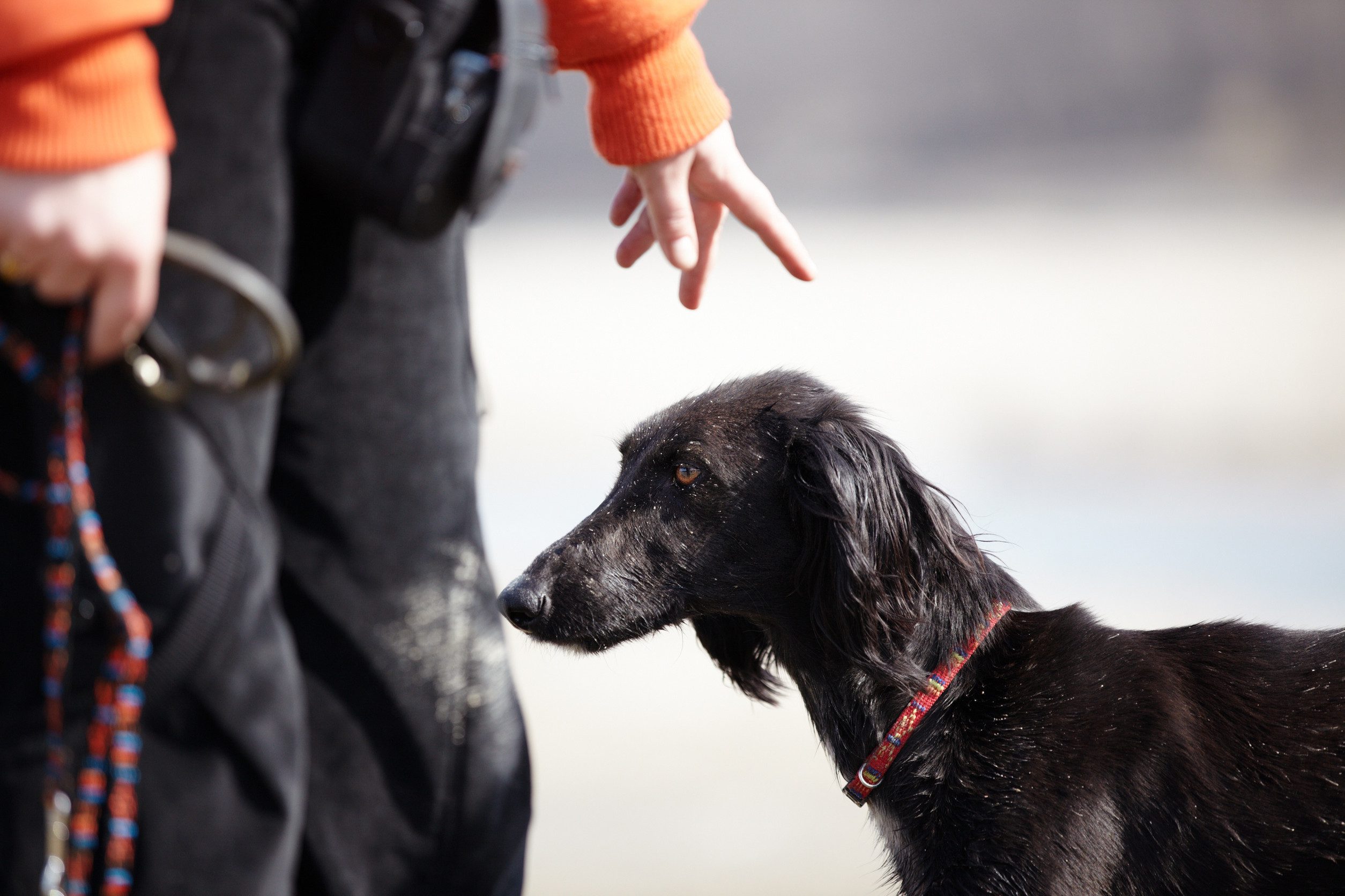 A man training his emotional support greyhound in Cleveland after learning how to get an ESA letter.