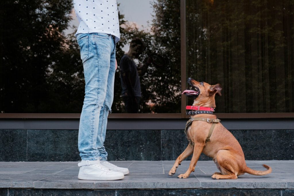A professional carrying out seizure dog training in the city.