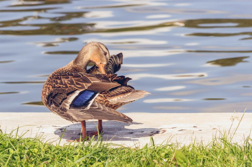 A brown emotional support duck cleaning its feathers by a pond.