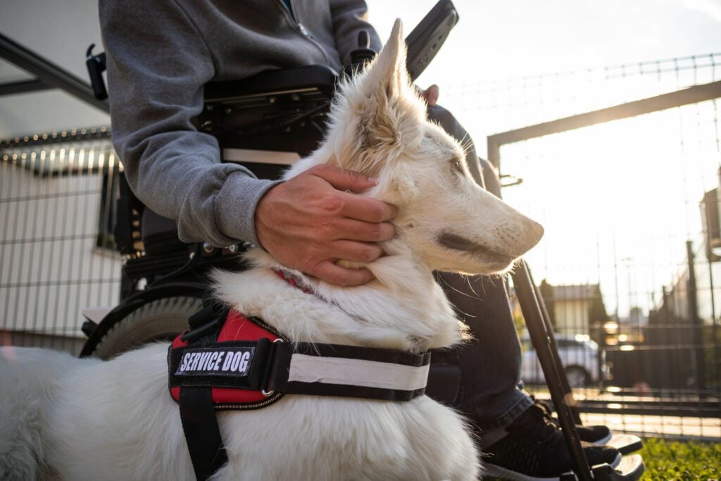 A man in an electric wheelchair stroking a white service dog.