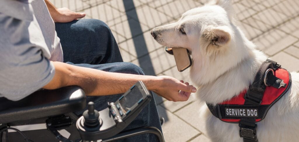 Epilepsy service dog assisting handler with daily tasks, illustrating the importance of service dog support and the financial considerations like epilepsy service dog cost.