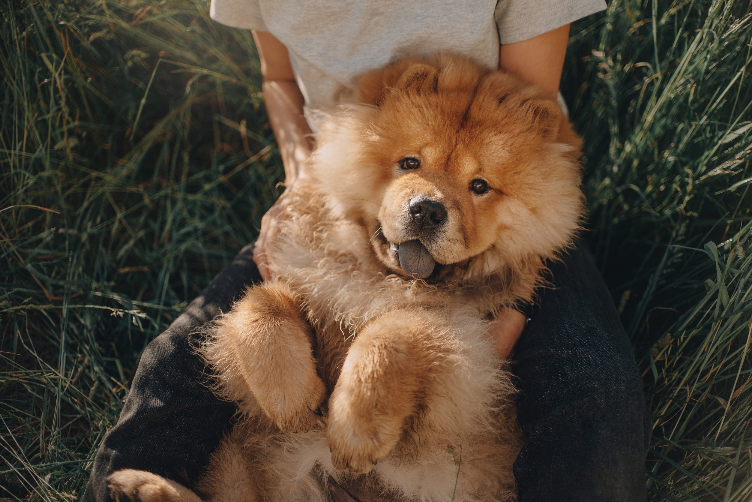 An adorable ESA chow chow lying on their back in their owner’s lap, surrounded by greenery.