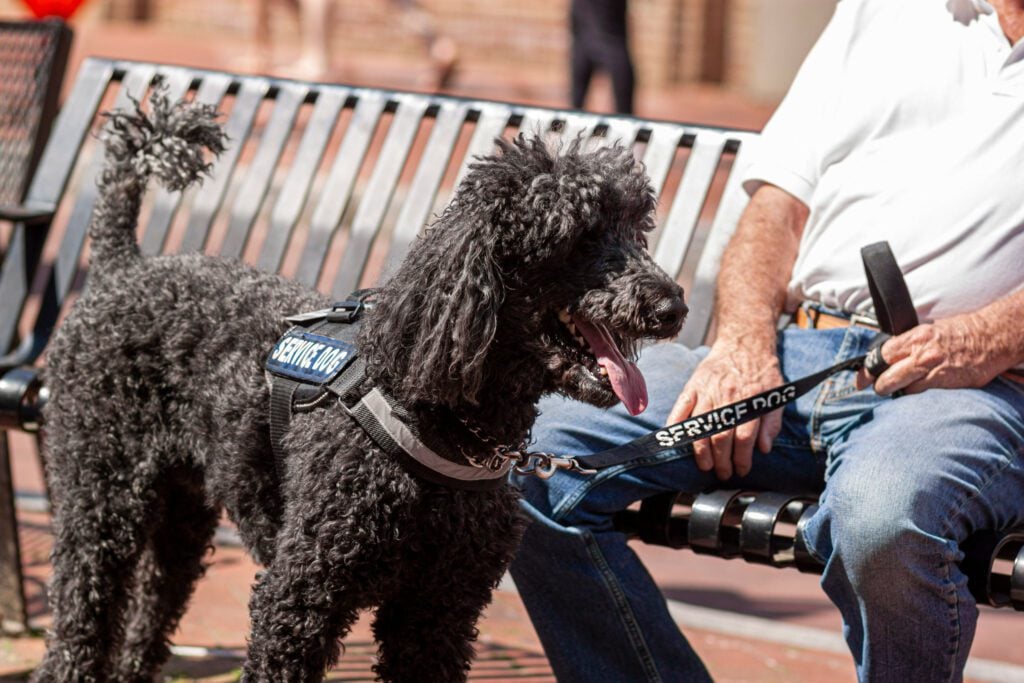 A man with a service dog asking what questions can you ask about a service dog.