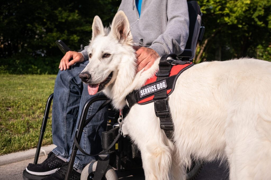 A handler in a wheelchair with their trained service dog, reflecting the concept of a real service dog ID card vs fake.