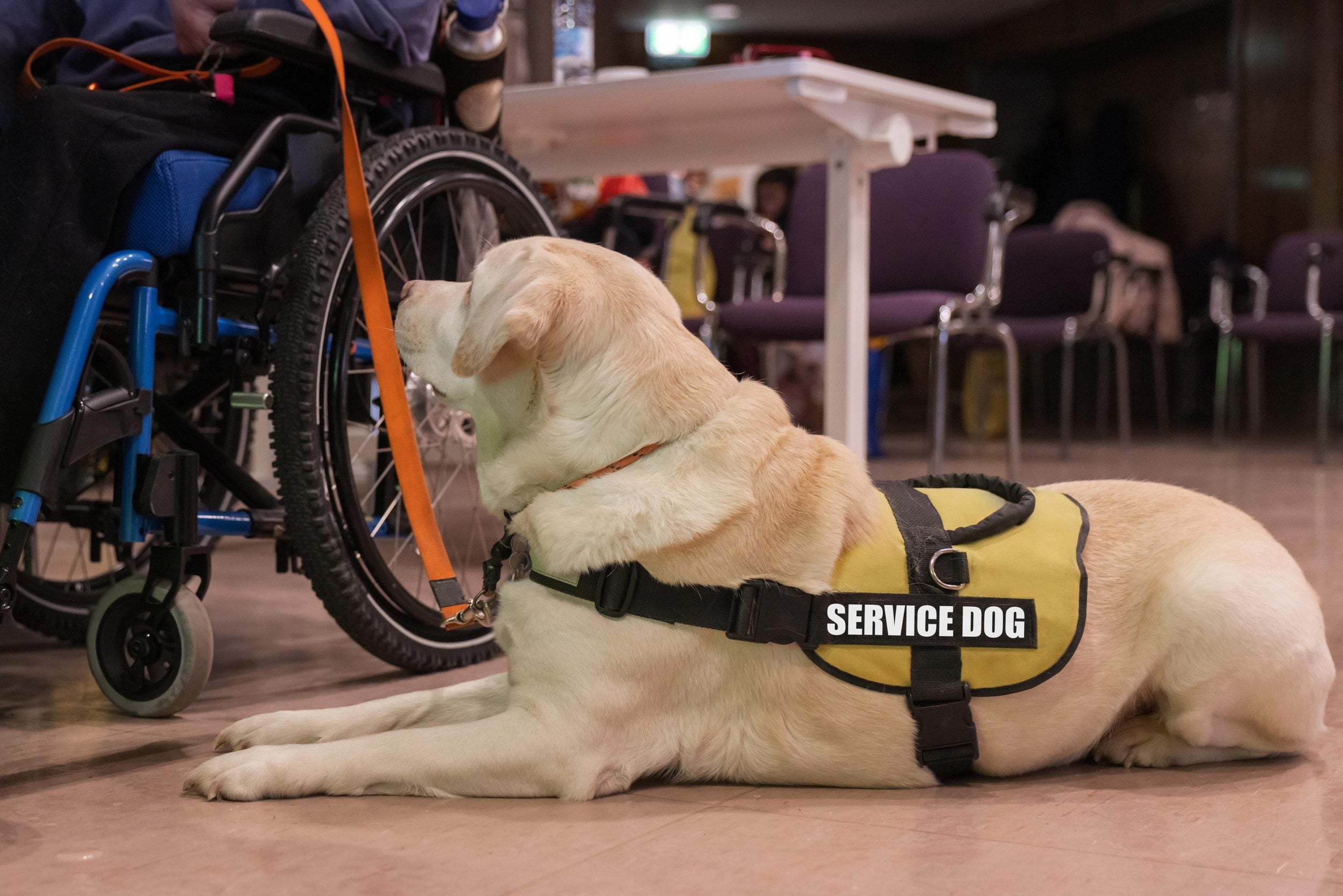 A real service dog lying calmly beside their handler in a wheelchair indoors.