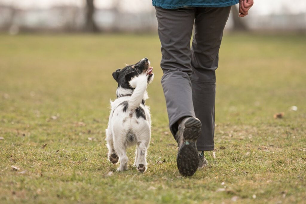 A small service dog walking calmly beside their handler, while their handler wonders how to report a fake service dog.