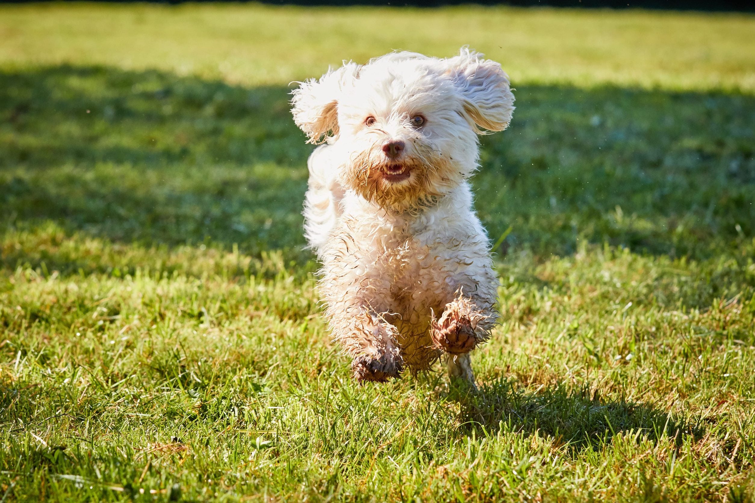 A Havanese, one of the best small dog breeds for families, running happily in a field.