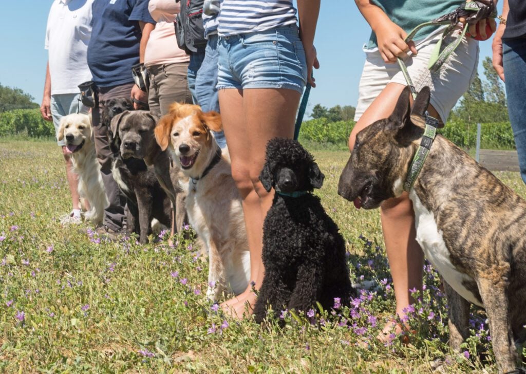 People standing with their dogs in a line outside, picking the best service dog breed.