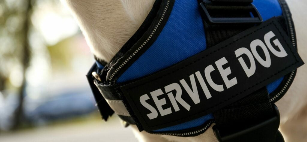 Jack Russell learning autism service dog tasks.